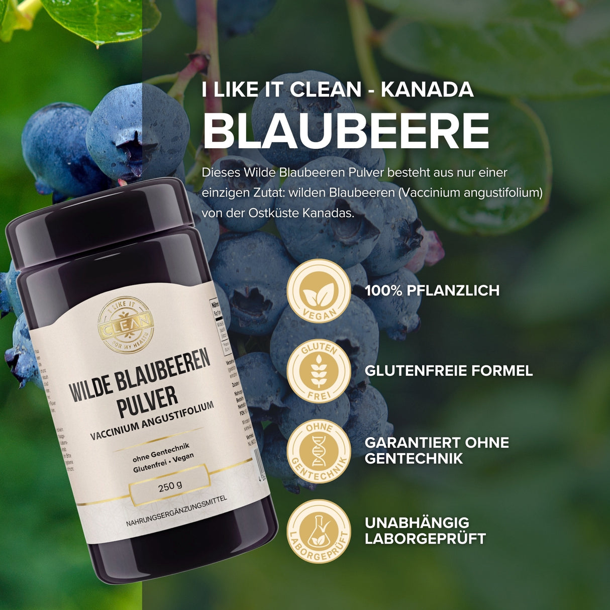 Wilde Blaubeere Pulver aus Kanada